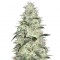 Семена сорта Sonic Bloom Auto fem (Dr. Krippling Seeds)
