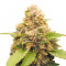 Семена сорта Lord Kush Early Version fem (Delicious Seeds)