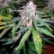 Семена сорта Super Skunk Auto Fem (Vision Seeds)
