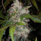 Семена сорта Auto White Widow fem (Pyramid Seeds)