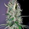 Семена каннабиса Arjan's Haze #3