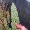 Семена сорта Auto Jack fem (Paradise Seeds)