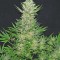 Семена сорта Double Dutch fem (Serious Seeds)
