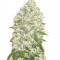 Семена сорта White Widow fem (Bulk Seed Bank)