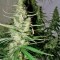 Семена сорта Hawaiian Snow fem (Green House Seeds)