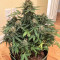 Семена сорта Auto Red Russian XXL fem (Victory Seeds)
