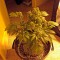 Семена сорта Bubba Kush fem (Humboldt Seeds)