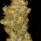 Семена сорта Bud Bud Bling Tingz fem (Dr. Krippling Seeds)