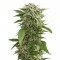 Семена сорта Bubba Kush Autoflowering fem (Dinafem Seeds)