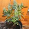 Семена сорта Royal AK fem (Royal Queen Seeds)