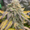 Семена сорта Bruce Banner # fem (AlphaFem Seeds)