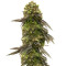 Семена сорта Bruce Banner # fem (AlphaFem Seeds)