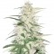 Семена сорта CBD Cherry Kush fem (Sumo Seeds)