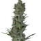 Семена сорта Critical Plus Auto fem (Trikoma Seeds)
