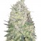 Семена сорта White Widow Original reg (Sumo Seeds)