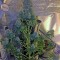 Семена сорта Midnight Mass fem (Heavyweight Seeds)
