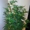 Семена сорта 2 Fast 2 Vast Auto fem (Heavyweight Seeds)