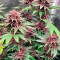 Семена сорта Tropicanna Poison F1 Fast Version (Sweet Seeds)