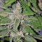 Семена сорта Deep Purple Haze Auto fem (Sumo Seeds)