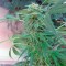 Семена сорта Durga Mata II CBD fem (Paradise Seeds)