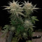 Семена сорта The New fem (Humboldt Seeds)
