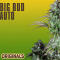 Семена сорта Original Big Bud Auto fem (FastBuds)