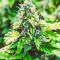 Семена сорта Auto Sweet Bourbon Kush fem (Dutch Passion)