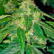 Семена сорта Also Know 47 Autoflower fem (Seedkeepers)