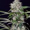 Семена сорта Northern Lights Auto fem (Green House Seeds)