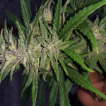 auto-chocolate-skunk-fem-00-seeds.jpg