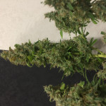 goldmine-fem-heavyweight-seeds.JPG