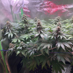 goldmine-fem-heavyweight-seeds.jpg