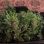 godzilla-cookies-auto-fem-herbies-seeds.jpg