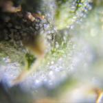 pineapple-express-auto-fem-barneys-farm.jpg
