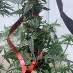 grandmommy-purple-auto-fem-herbies-seeds.jpg