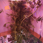 deep-purple-haze-auto-sumo-seeds.jpg