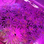 gorilla-glue-4-fem-anesia-seeds.jpg