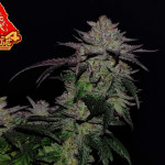 gg4-sherbet-ff-fem-fastbuds.jpg