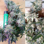 mikromachine-auto-fem-kannabia-seeds.jpg