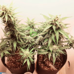 automaria-ii-fem-paradise-seeds.jpg