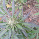 chocolate-kush-00-seeds.jpg