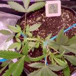 auto-white-widow-fem-pyramid-seeds.jpg