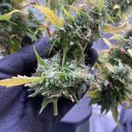 pineapple-express-auto-fem-barneys-farm.jpg
