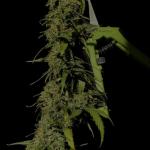 critical-kush-auto-critical-rapido-auto-fem-barneys-farm.jpg