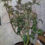 purple-juice-auto-fem-herbies-seeds.jpg