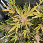 banana-punch-fem-barneys-farm.jpg