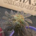 colombian-gold-fem-world-of-seeds.jpg