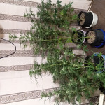 fast--vast-auto-fem-heavyweight-seeds.jpg