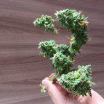 indian-kush-fem-vip-seeds.JPG