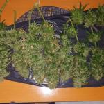 critical-kush-auto-critical-rapido-auto-fem-barneys-farm.jpg